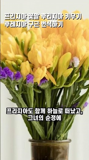 Freesia Flower Language: Growing Freesias and Propagating Freesia Bulbs