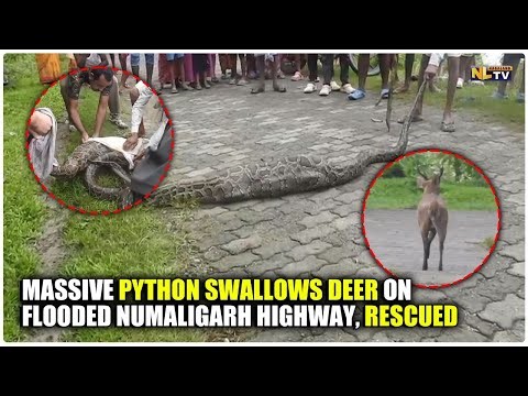 MASSIVE PYTHON SWALLOWS DEER ON FLOODED NUMALIGARH HIGHWAY, RESCUED