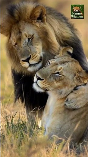 Heartwarming Lion Couple Moment — Lions Purring and Playing Together