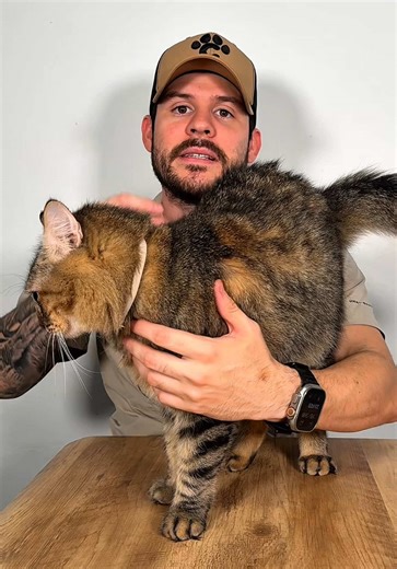 Tutorial para cargar a tu gato (manera correcta)