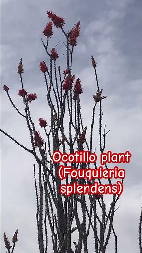 My favorite plants I have, the Spikey plant A.K.A the Ocotillo plant (Fouquieria splendens)