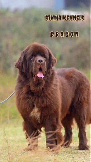 #newfoundlanddogs #newfoundland #newfoundlandpuppy #newfoundlandbreeding #newfoundlandindia #simhakennels #gaintnewfoundland #newfypuppies #newfoundlandimport #newfoundlandpuppies #newfoundlandbreeder | Newfoundland Lavers