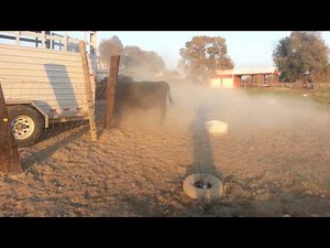 Border Collies loading Cattle Zorro and Spice