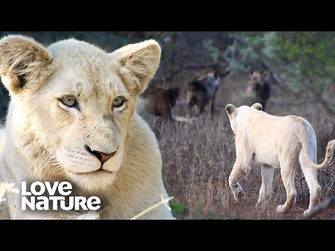 White Lion Cubs Test Out Their Fighting Techniques | Love Nature