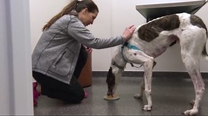 No more scaredy cats! Local animal hospital embraces "fear free" approach: Ready Pet GO!