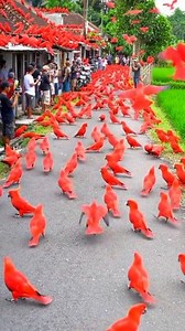 A Sea of Red Wings Takes Over the Horizon! #BangRStory | Rahmat