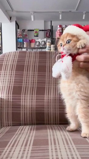 So cute baby 🥰#pet #cute #kitty #funy #fyp #fypシ #petlover #kitten #cat