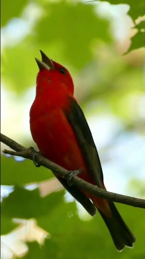Listen to the Beautiful Song of the Scarlet Tanager, a Red Bird Found in Eastern US