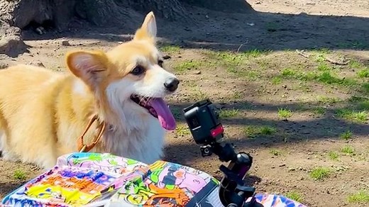 Voiture RC + GoPro vs Chien