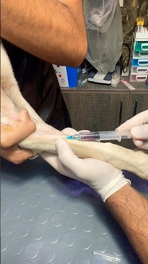 How to take blood sample of dog? #dog #bloodsample