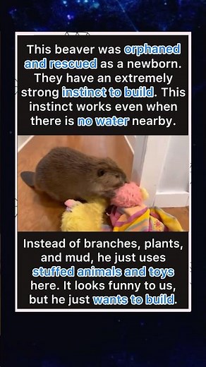 This Beaver Is Building A Dam With Toys 🦫