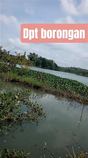 dapat borongan nila. #maser #pasermania #wko