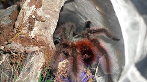 100K views · 1.6K reactions | PAIRING BEAUTIFUL TARANTULAS.. #exoticpet #spider #tarantula #tarantulas #exoticslair | Exotics Lair | Facebook