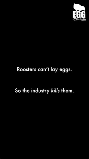 Male Chick Culling: Look inside a commercial hatchery