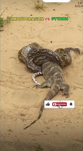 🐉 Komodo Dragon vs Python 🐍 The Winner Will Shock You! 😱