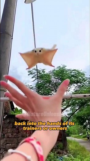 Soaring Secrets! How Do Flying Squirrels Fly? #shorts