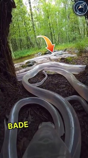 This guy found a transparent snake | But where he lives is surprising 😱🫡 #respect #shorts #ytshorts