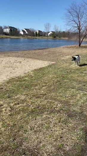 Such a fun Governor #fyp #dogs #dog #rescuedog #blendercollie #animals
