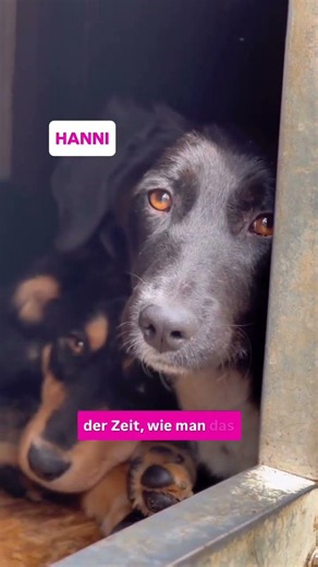 Die Schutzgebühr ist kein „Preis“ für ein Tier