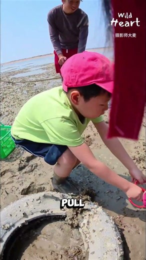 Pumping Shrimp From Mud