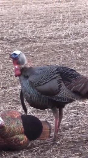 It’s almost time for some spring thunder! Who’s ready!!? #turkeyhunting #turkey #bowhunting