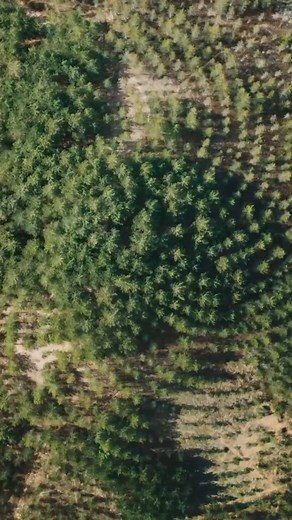 Agnes Denes’ ‘Tree Mountain’ is a monumental earthwork in Finland – over a thousand feet long and hundreds of feet wide – created to restore land devastated by mining. She worked with 11,000 people from around the world to plant 11,000 pine trees in an intricate formation based on the golden ratio. Each planter received an inheritable certificate – valid for 20 generations – naming them and their descendants as custodians of their tree. | Avant Arte