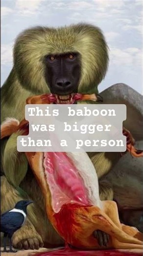 dinosaur day 18 dinopithicus the ape that could kill leopards