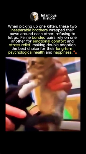 KITTEN BROTHERS REFUSE TO SEPARATE
