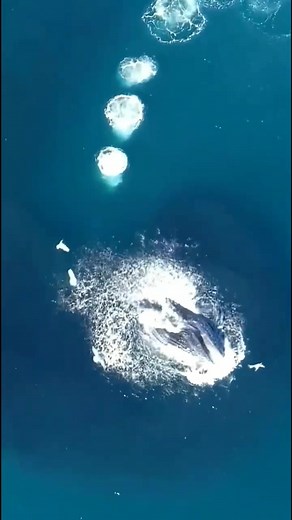 Exploring Deep Blue Waters and Ocean Wildlife