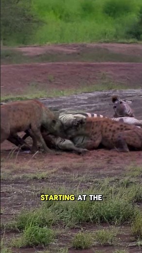 Hyenas’ Brutal Hunting Tactic Leaves Prey in Agonizing Pain #hyena #predatorvsprey #wildlife