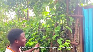 5.3K views · 304 reactions | Le #fruit de la #passion #rapporte plus de 40 millions de FCFA pourquoi et comment ? Pour collaborer avec nous : +229 67 71 80 14 | Agriculteurs Modernes | Facebook