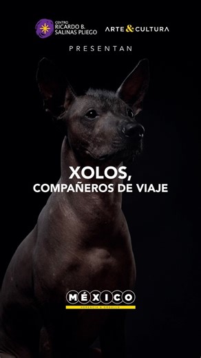 ¿Conoces al xoloitzcuintle﻿? 🐶 También llamado “perro pelón mexicano” o “perro azteca”, es una raza milenaria, endémica de México, con más de 7 mil años de historia. 🐾 Su principal característica es la casi ausencia de pelo, producto de una mutación genética que incluso afecta sus dientes. 🦷Este canino no solo fue compañero fiel en la vida y la muerte de sus amos, sino que en la cultura mexica tenía un papel simbólico: guiaba a las almas en su camino hacia la eternidad. 🔥 En la cosmovisión m
