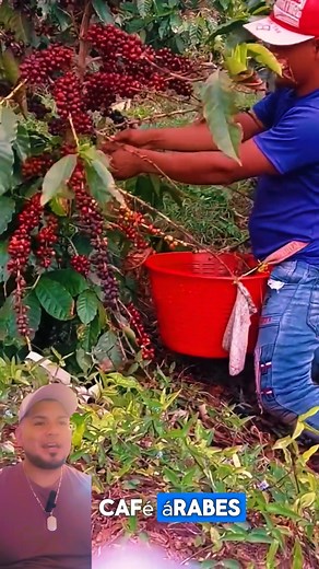 el cafe arabe 😱😱😱🙏 | Vida del campo real