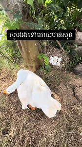 ជីវិតសត្វ 😥😥 Video: Eng ChhayHout #CRN | CRN