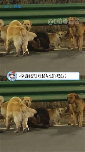 七只英雄小狗 用團結贏來了生的機會 #小狗 #英雄小狗 #寵物 #毛孩子 #勇敢的寶寶