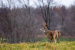 How to Age Deer: Pointers on What to Look For