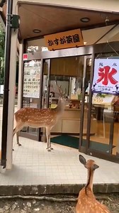 2.8M views · 1.1K reactions | In Nara, deer have learned to open the doors of food establishments and bow to ask for food. The little tourism in the city of Nara, especially in the Deer Park, has caused deer to move to other parts of the city in search of food. PC : Japan Dailies | Japan and Japanese | Facebook