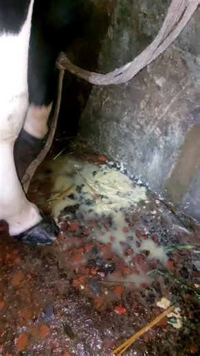 1K views · 21 reactions | Calf Scour Treatment of 13day old calf, specially management suggested, hopes will be recover soon, insaallah, #fb #reels #vetlife #calf | Md Al Mamun | Facebook