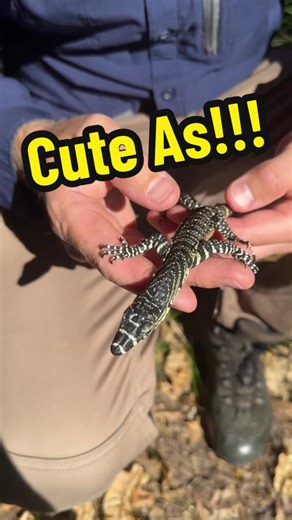 Rare Sight: Baby Lace Monitor Found in Bedroom