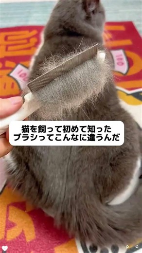 ごっそり抜け毛ケア✨ 猫が嫌がりにくいブラシです #猫#猫のいる暮らし#換毛期#子猫のいる生活 #子猫のいる生活