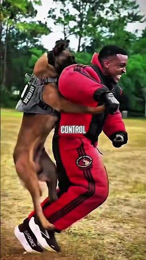 The Most Aggressive Dog? Here’s the Truth
