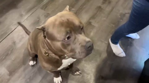 This Is What a Hungry Pit Bull Really Looks Like