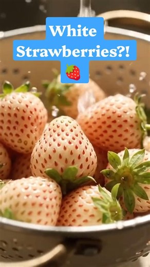 White Strawberries?! 🍓 Meet the Pineberry!#Pineberry #WhiteStrawberry #Shorts
