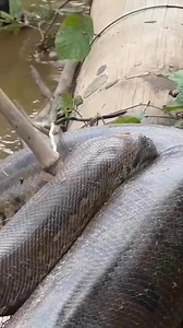 😱💚Anaconda grande de 14 metros 😱💚| 🇵🇪 #Loreto #peru #Ucayali #Selva #viralpost #snake #wildlife | Selvámonos