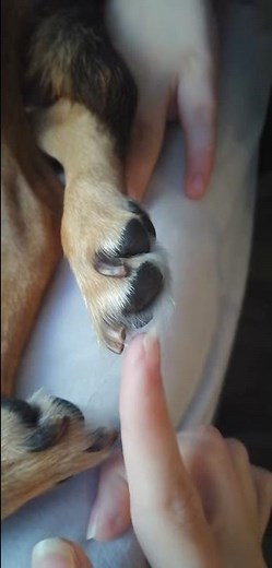 Tutorial: How to tickle a dog's paw.