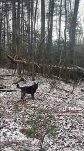 This German Shepherd Has Amazing Situational Awareness Skills!