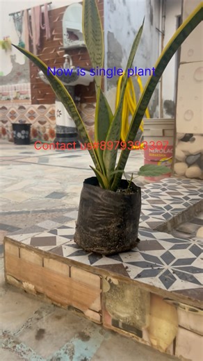 Snake Plant Multiplication Success! From 1 to Many 😍#8979393397#1mviews#trendingshorts#viralvideo🌴