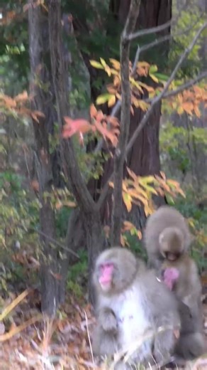 Baby Monkeys in Japan Are Living Their Best Life 🐒😂 #MonkeyJapan #SnowMonkeys #JapaneseMacaque #MonkeyLife #WildlifeJapan #NatureLovers #CuteAnimals #AnimalWorld #JapanTravel #ExploreJapan #HotSpringMonkeys #NatureDaily | Monkey USA
