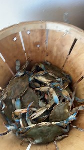 Bushel blow out!!! Sunday! Half bushels of #1’s are only $125 call now to place order for this afternoon | The Crab Connect