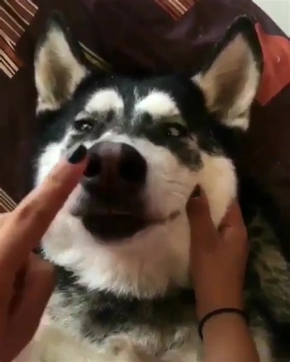 bules (@bules020)’s videos with original sound - bules